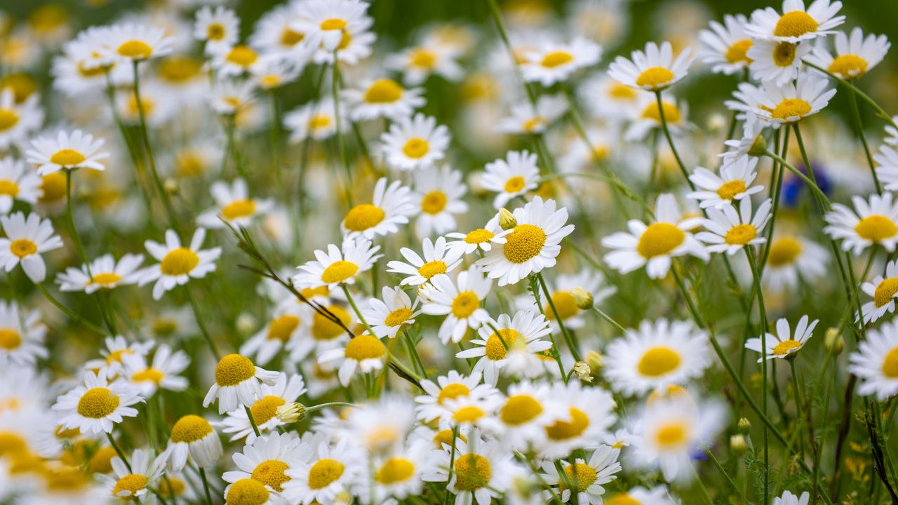 Wallpaper daisies, flowers, field, petals, summer