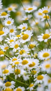 Preview wallpaper daisies, flowers, field, petals, summer