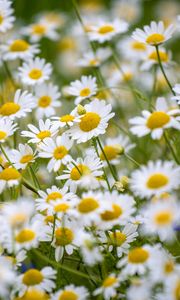 Preview wallpaper daisies, flowers, field, petals, summer