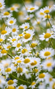 Preview wallpaper daisies, flowers, field, petals, summer