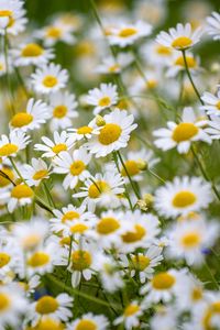 Preview wallpaper daisies, flowers, field, petals, summer