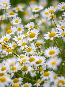 Preview wallpaper daisies, flowers, field, petals, summer