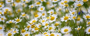 Preview wallpaper daisies, flowers, field, petals, summer