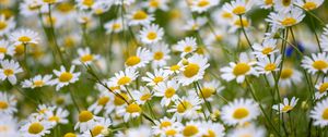 Preview wallpaper daisies, flowers, field, petals, summer