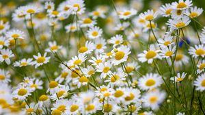 Preview wallpaper daisies, flowers, field, petals, summer