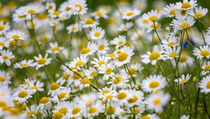 Preview wallpaper daisies, flowers, field, petals, summer