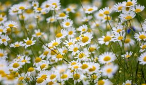 Preview wallpaper daisies, flowers, field, petals, summer