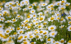 Preview wallpaper daisies, flowers, field, petals, summer