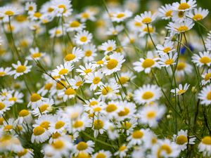 Preview wallpaper daisies, flowers, field, petals, summer