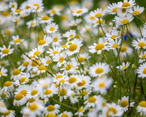 Preview wallpaper daisies, flowers, field, petals, summer