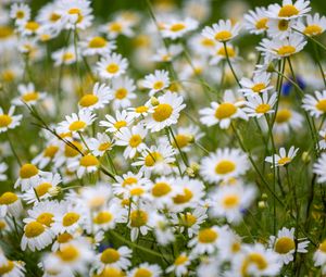 Preview wallpaper daisies, flowers, field, petals, summer