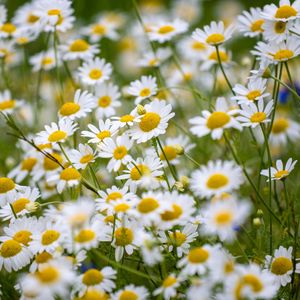 Preview wallpaper daisies, flowers, field, petals, summer