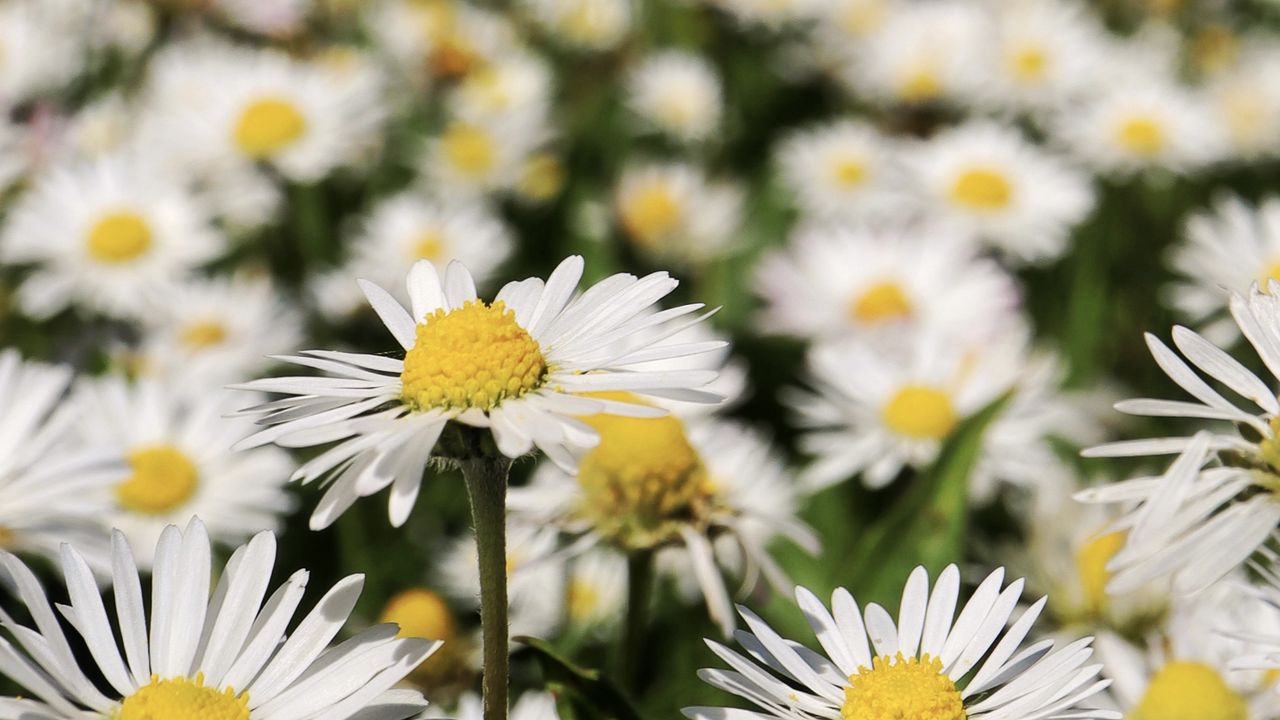 Wallpaper daisies, flowers, field, blur, petals, white