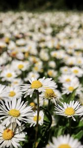 Preview wallpaper daisies, flowers, field, blur, petals, white