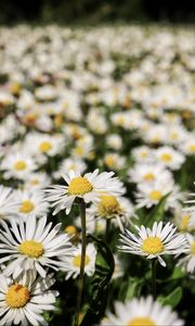 Preview wallpaper daisies, flowers, field, blur, petals, white