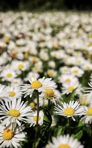 Preview wallpaper daisies, flowers, field, blur, petals, white