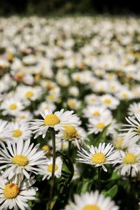 Preview wallpaper daisies, flowers, field, blur, petals, white