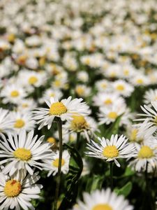 Preview wallpaper daisies, flowers, field, blur, petals, white