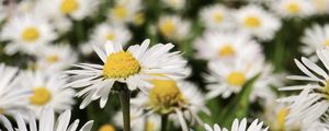 Preview wallpaper daisies, flowers, field, blur, petals, white