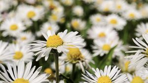 Preview wallpaper daisies, flowers, field, blur, petals, white