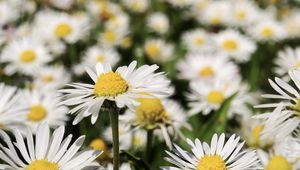 Preview wallpaper daisies, flowers, field, blur, petals, white