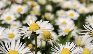 Preview wallpaper daisies, flowers, field, blur, petals, white