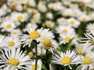 Preview wallpaper daisies, flowers, field, blur, petals, white