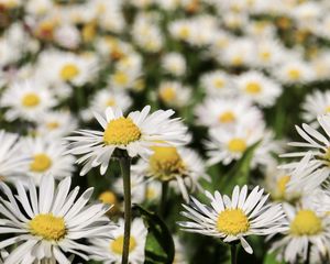 Preview wallpaper daisies, flowers, field, blur, petals, white