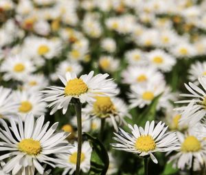 Preview wallpaper daisies, flowers, field, blur, petals, white