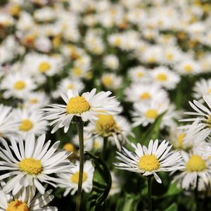 Preview wallpaper daisies, flowers, field, blur, petals, white