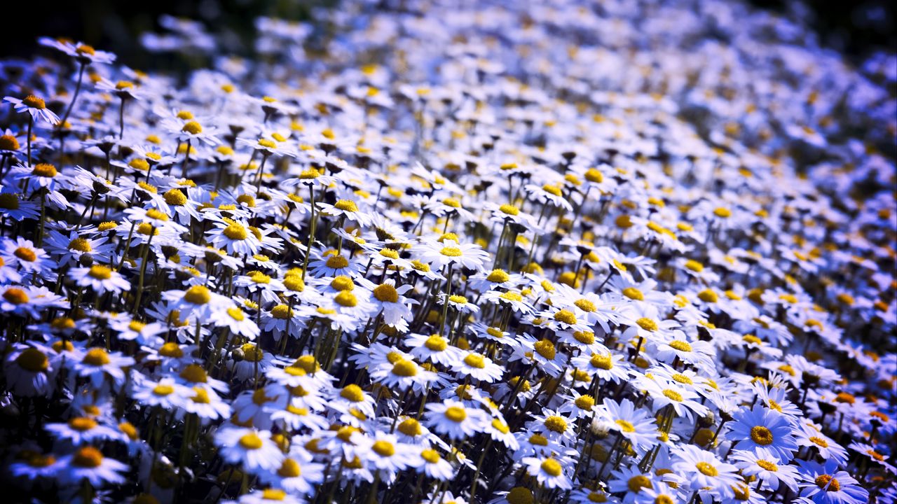 Wallpaper daisies, flowers, field, summer, white