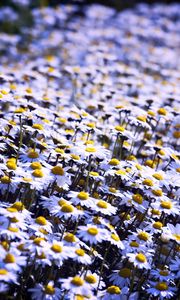 Preview wallpaper daisies, flowers, field, summer, white