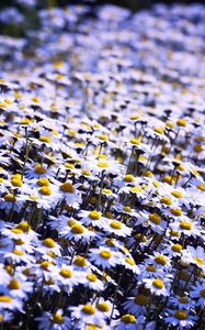 Preview wallpaper daisies, flowers, field, summer, white