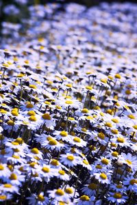 Preview wallpaper daisies, flowers, field, summer, white