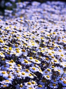 Preview wallpaper daisies, flowers, field, summer, white