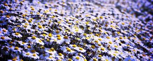 Preview wallpaper daisies, flowers, field, summer, white