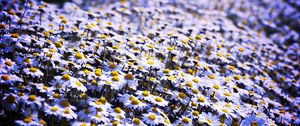 Preview wallpaper daisies, flowers, field, summer, white