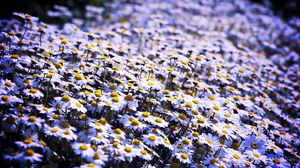 Preview wallpaper daisies, flowers, field, summer, white