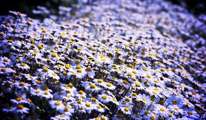 Preview wallpaper daisies, flowers, field, summer, white