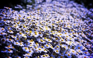 Preview wallpaper daisies, flowers, field, summer, white