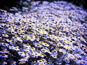 Preview wallpaper daisies, flowers, field, summer, white