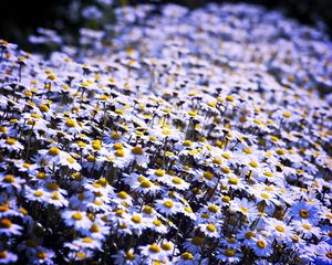 Preview wallpaper daisies, flowers, field, summer, white