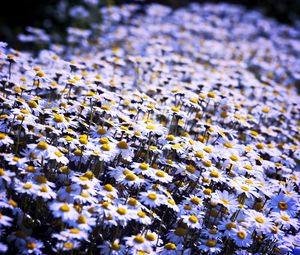 Preview wallpaper daisies, flowers, field, summer, white