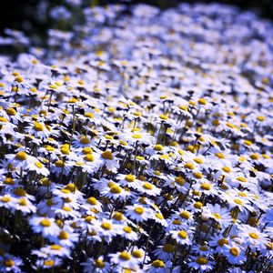 Preview wallpaper daisies, flowers, field, summer, white