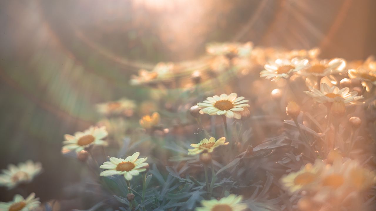 Wallpaper daisies, flowers, field, light, flight