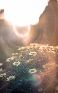 Preview wallpaper daisies, flowers, field, light, flight