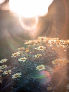 Preview wallpaper daisies, flowers, field, light, flight