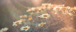 Preview wallpaper daisies, flowers, field, light, flight