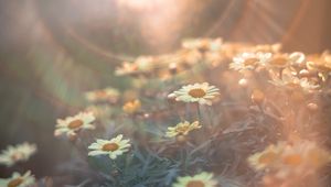 Preview wallpaper daisies, flowers, field, light, flight