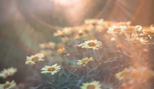 Preview wallpaper daisies, flowers, field, light, flight